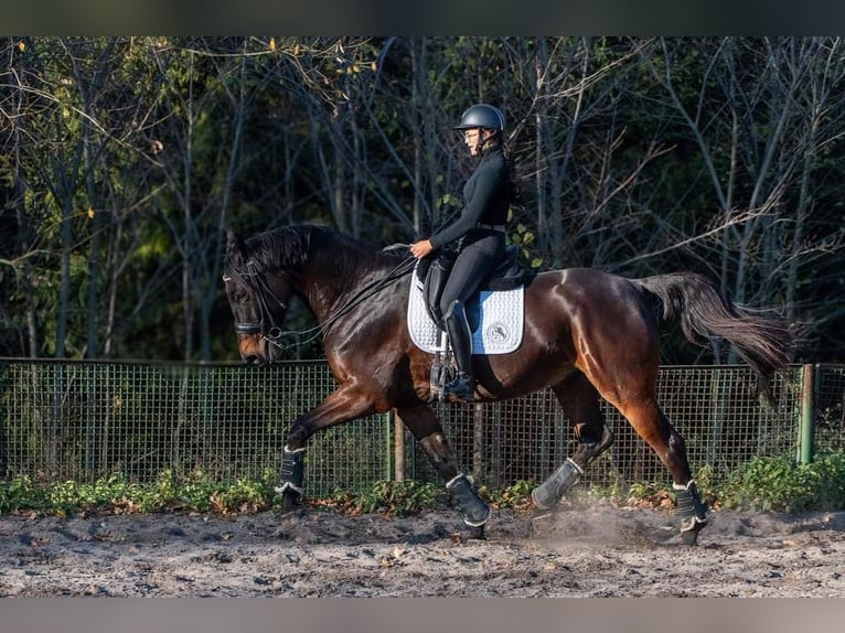 Malopolska horse Gelding 10 years 17 hh Bay in sOSNOWIEC