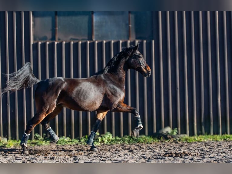 Malopolska horse Gelding 10 years 17 hh Bay in sOSNOWIEC