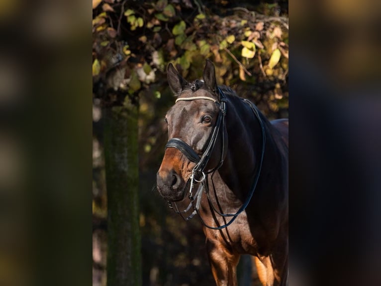 Malopolska horse Gelding 10 years 17 hh Bay in sOSNOWIEC