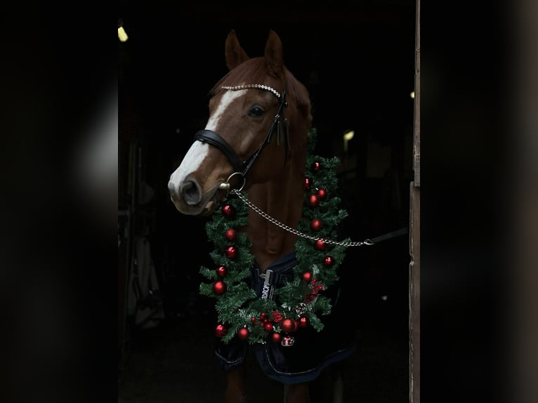 Malopolska horse Gelding 11 years 16,1 hh Chestnut-Red in Radawa