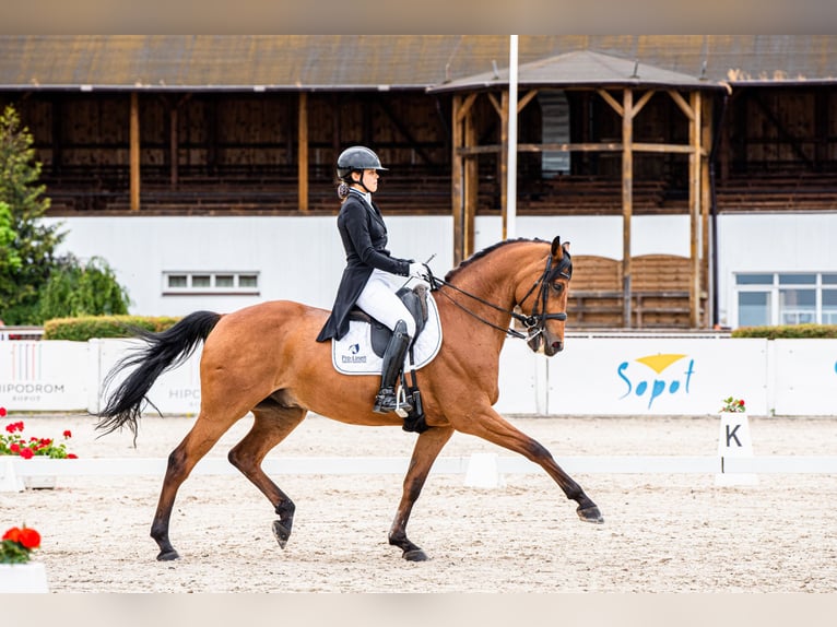 Malopolska horse Gelding 12 years 16,2 hh Bay in Łódź