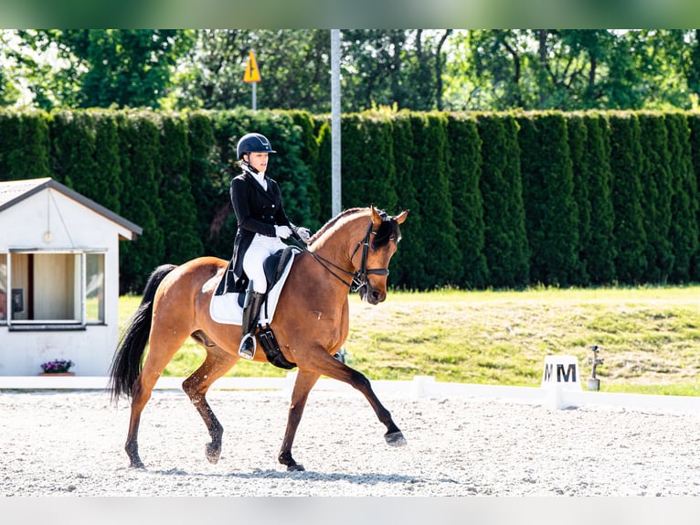 Malopolska horse Gelding 12 years 16,2 hh Bay in Łódź