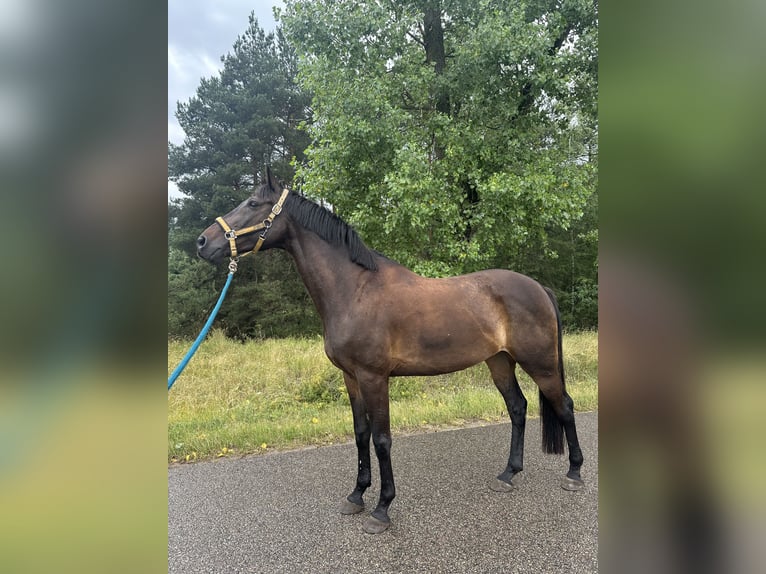 Malopolska horse Gelding 12 years 16 hh Bay-Dark in W&#x119;gr&#xF3;w