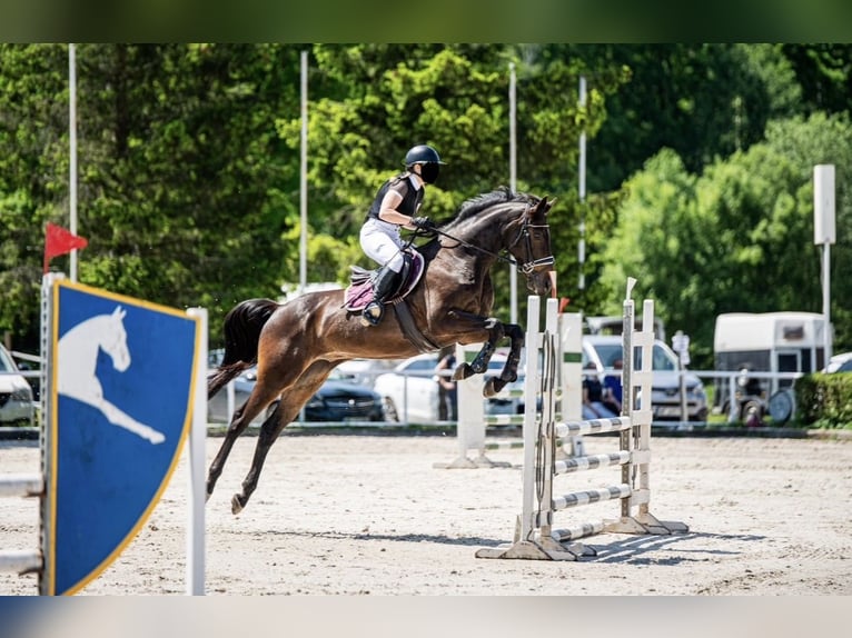 Malopolska horse Gelding 12 years 16 hh Bay-Dark in W&#x119;gr&#xF3;w