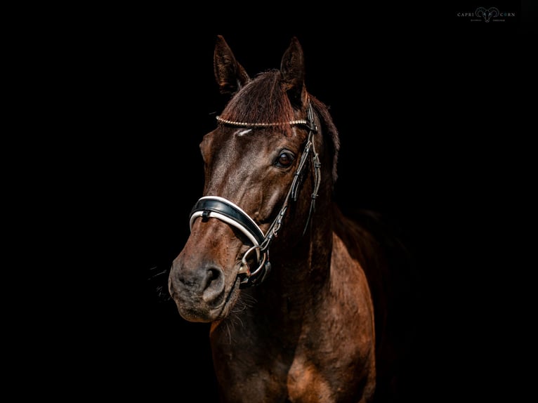 Malopolska horse Gelding 12 years 16 hh Bay-Dark in W&#x119;gr&#xF3;w