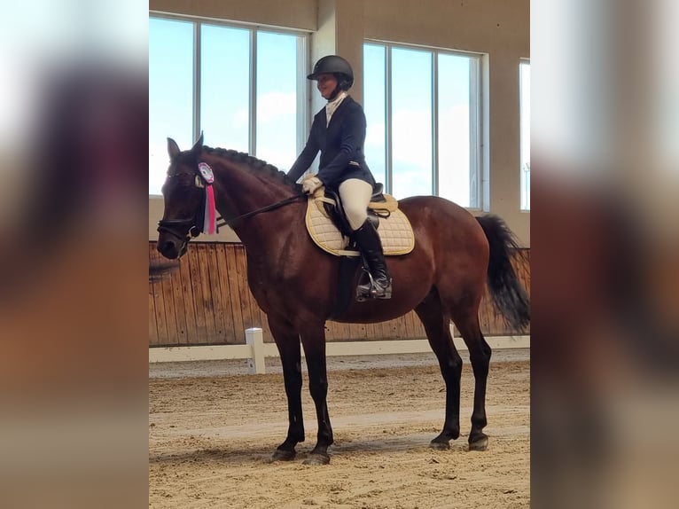 Malopolska horse Gelding 13 years 14,2 hh Brown in Kłosowo