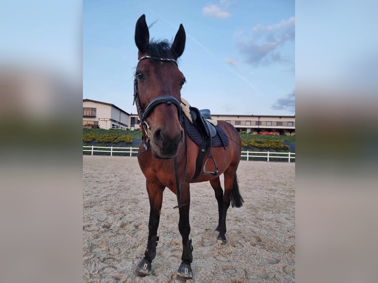 Malopolska horse Gelding 13 years 14,2 hh Brown in Kłosowo