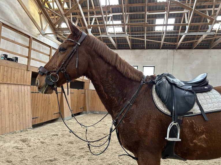 Malopolska horse Gelding 13 years 16,2 hh Chestnut-Red in Nowa wieś Wielka