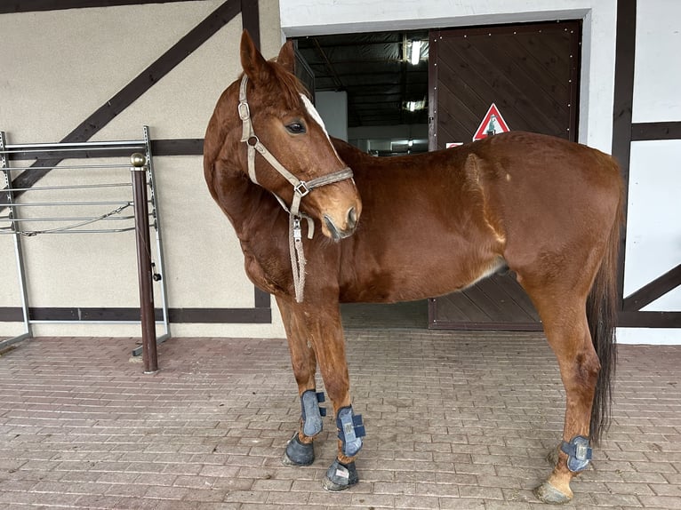 Malopolska horse Gelding 13 years 16,2 hh Chestnut-Red in Nowa wieś Wielka