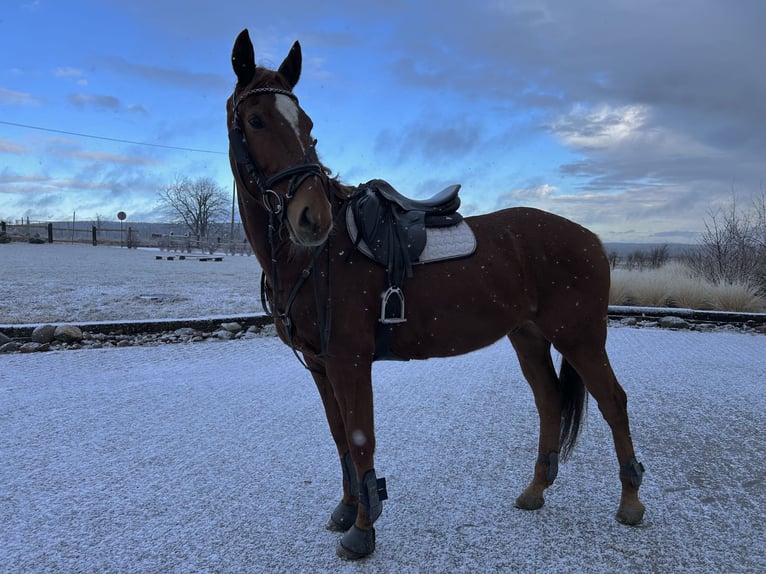 Malopolska horse Gelding 13 years 16,2 hh Chestnut-Red in Nowa wieś Wielka