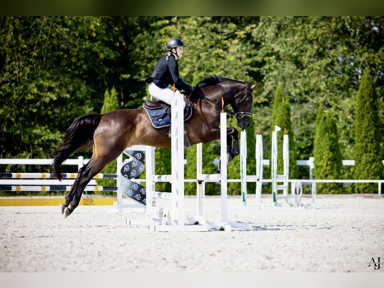 Malopolska horse Gelding 13 years 16 hh Bay-Dark in Węgrów