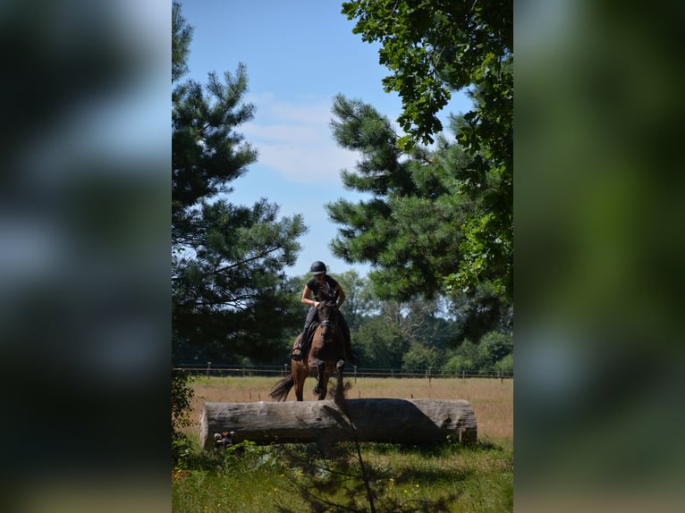 Malopolska horse Gelding 13 years 16 hh Bay-Dark in Węgrów