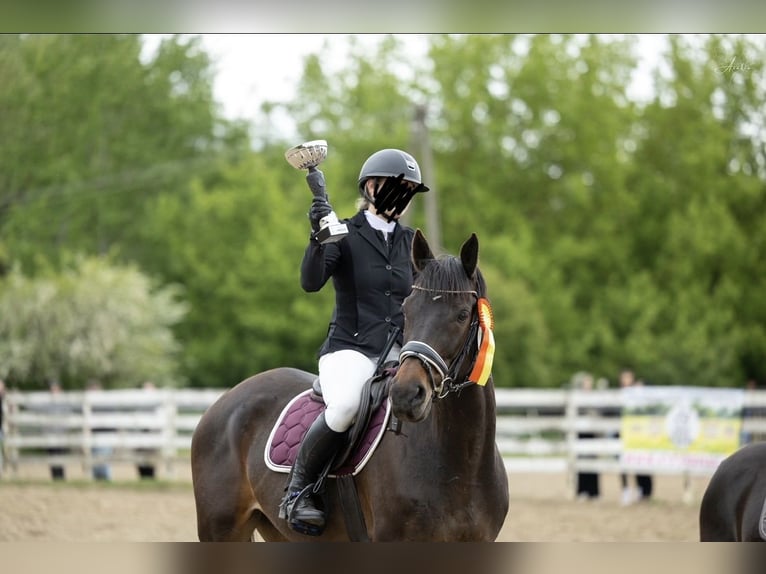 Malopolska horse Gelding 13 years 16 hh Bay-Dark in Węgrów