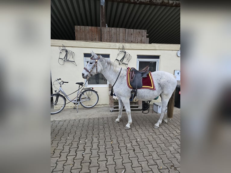 Malopolska horse Gelding 15 years 15,1 hh Gray-Fleabitten in Hattenhofen