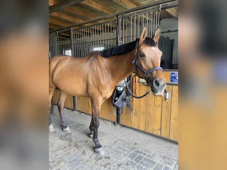 Malopolska horse Gelding 15 years 16 hh Bay in Secymin Polski