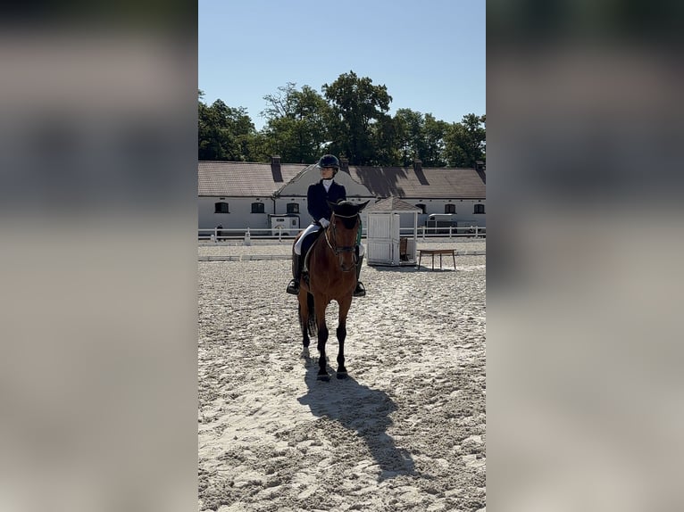 Malopolska horse Gelding 15 years 16,2 hh Brown in Kaw&#x119;czyn