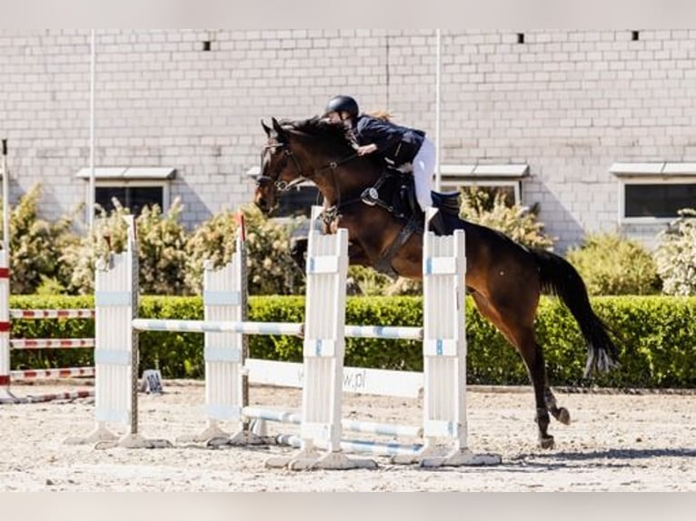 Malopolska horse Gelding 15 years 17 hh Bay-Dark in Józefin