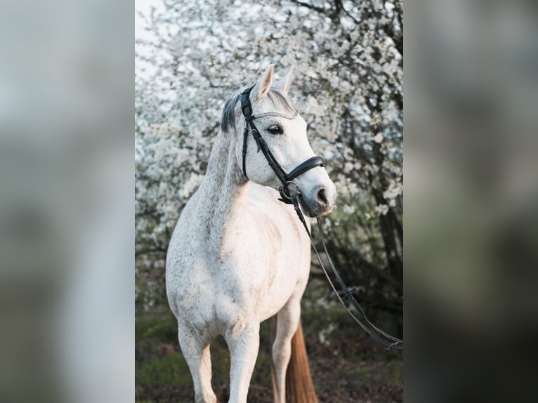 Malopolska horse Mix Gelding 16 years 15,1 hh Gray-Fleabitten in Moritzburg