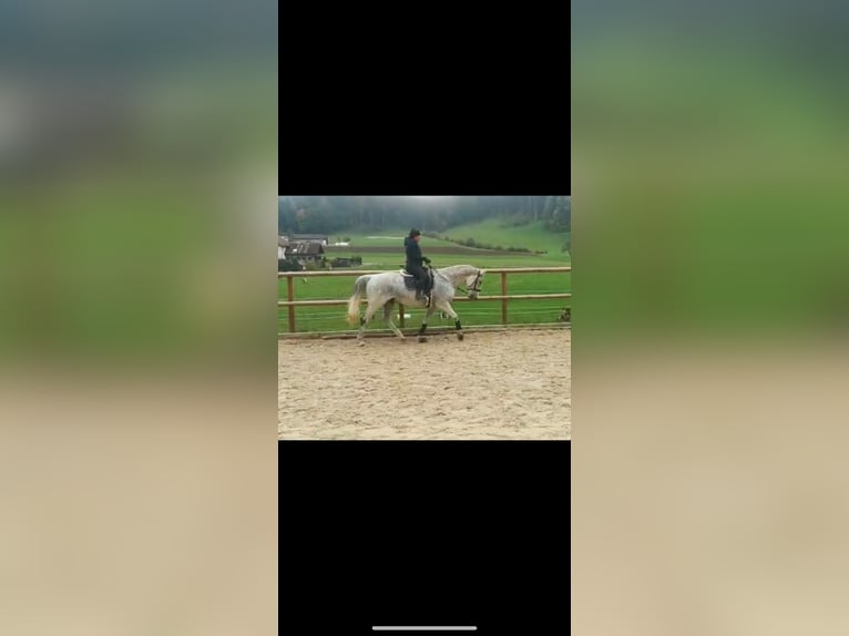 Malopolska horse Gelding 16 years 16,1 hh Gray-Fleabitten in Lichtensteig