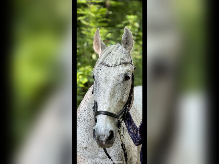 Malopolska horse Gelding 16 years 16,1 hh Gray-Fleabitten in Lichtensteig