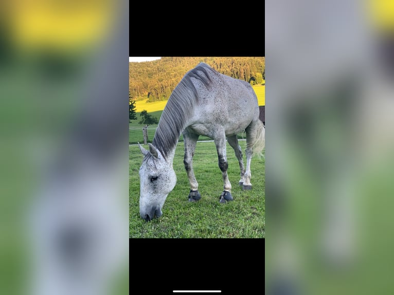 Malopolska horse Gelding 16 years 16,1 hh Gray-Fleabitten in Lichtensteig