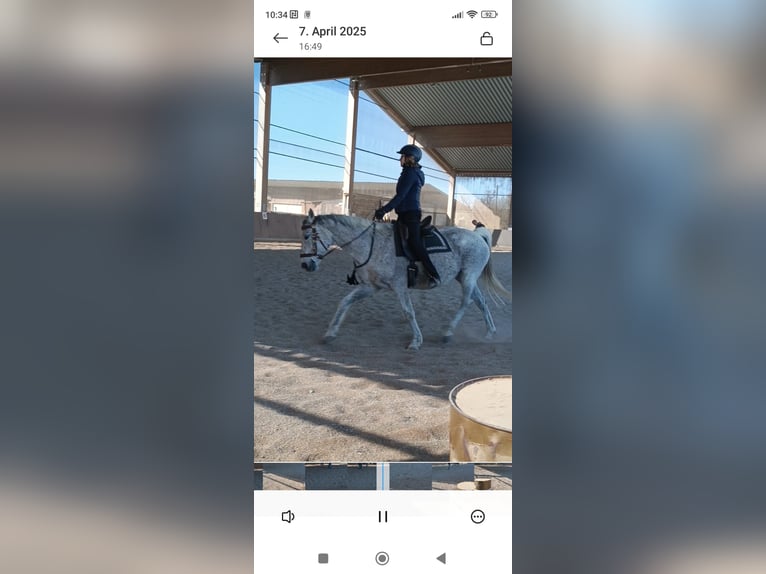 Malopolska horse Gelding 17 years 15,1 hh Grey-Fleabitten in Augsburg