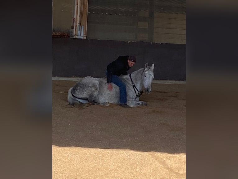 Malopolska horse Gelding 17 years 15,1 hh Grey-Fleabitten in Augsburg