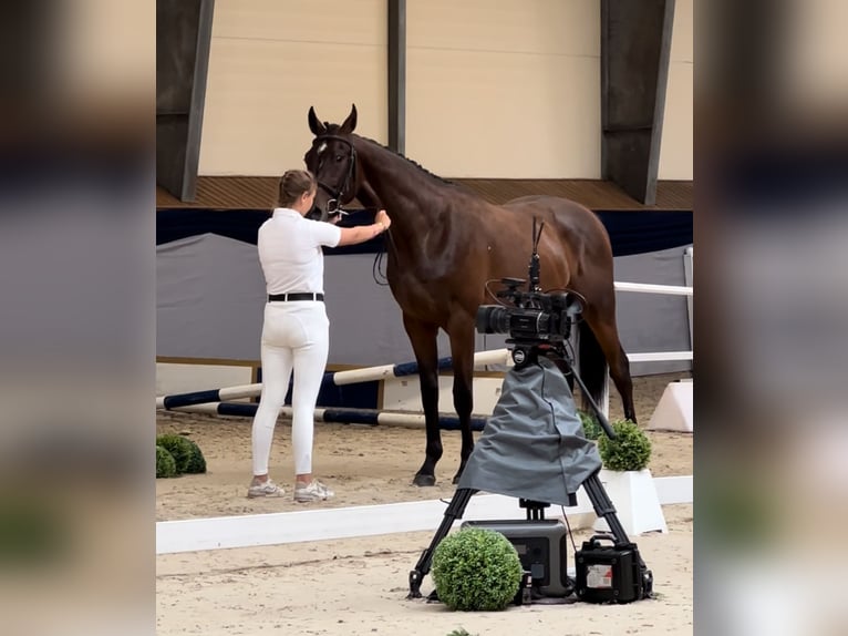 Malopolska horse Gelding 2 years 16,1 hh Bay in Popiel&#xF3;w
