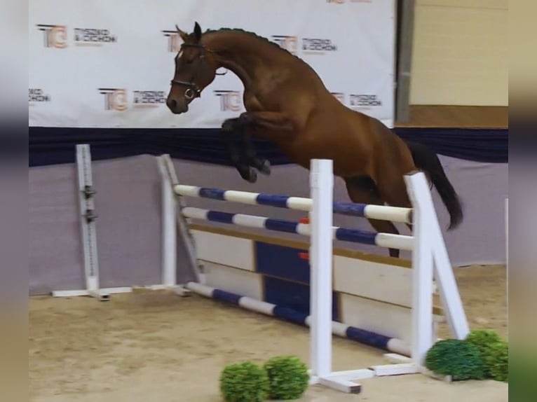 Malopolska horse Gelding 2 years 16,1 hh Bay in Popiel&#xF3;w