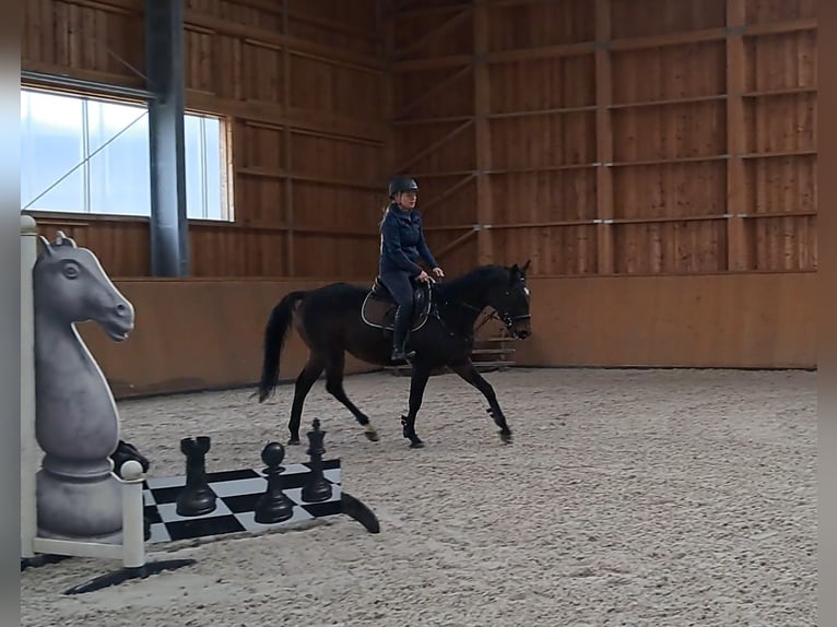 Malopolska horse Gelding 3 years 15,2 hh Bay-Dark in Strzyżewice