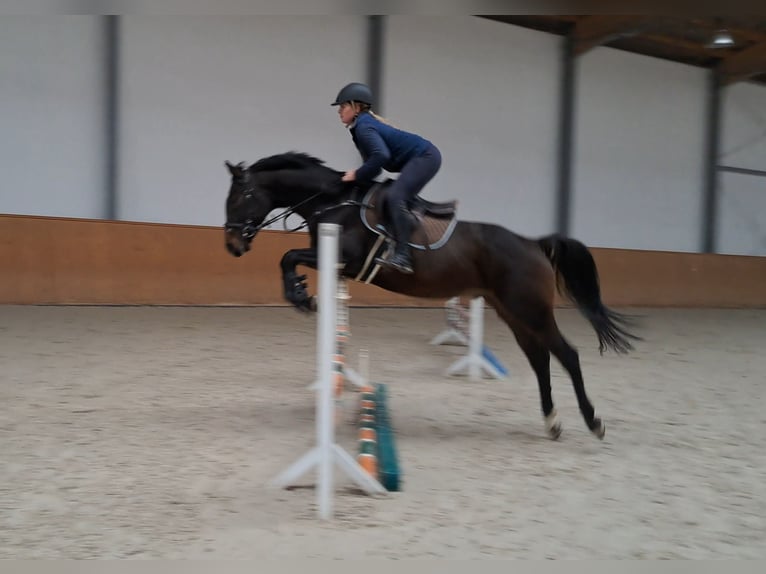 Malopolska horse Gelding 3 years 15,2 hh Bay-Dark in Strzyżewice