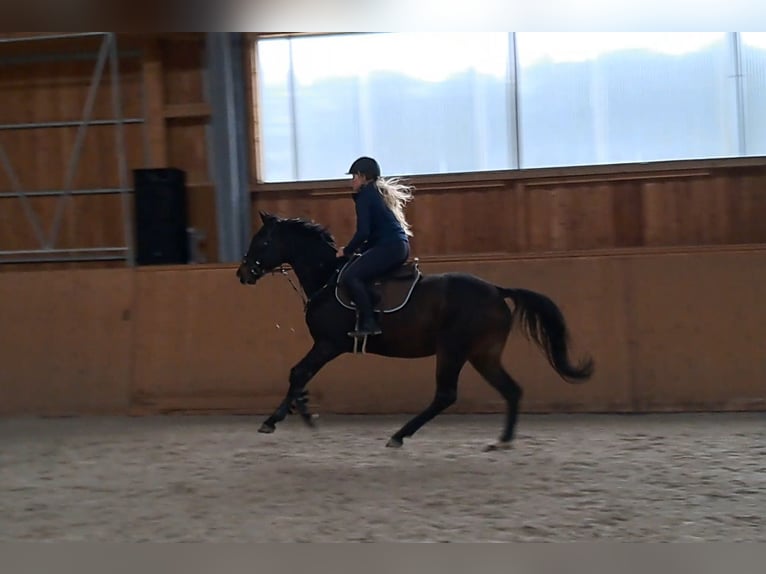 Malopolska horse Gelding 3 years 15,2 hh Bay-Dark in Strzyżewice