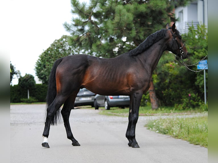 Malopolska horse Gelding 3 years 15,2 hh Bay-Dark in Strzyżewice