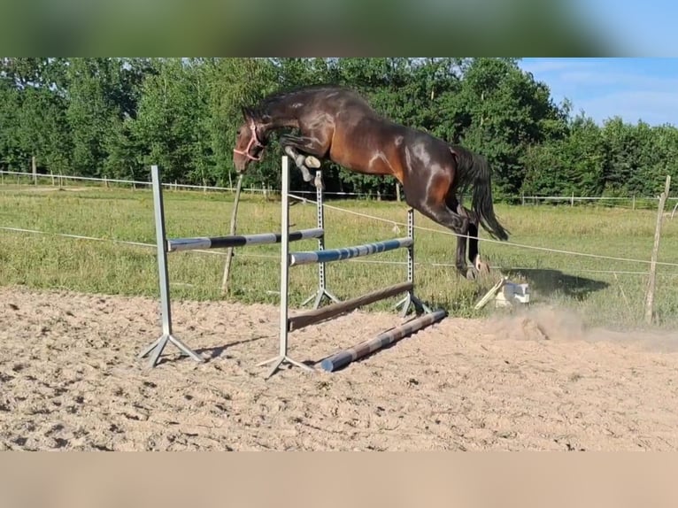 Malopolska horse Gelding 3 years 15,2 hh Bay-Dark in Strzyżewice