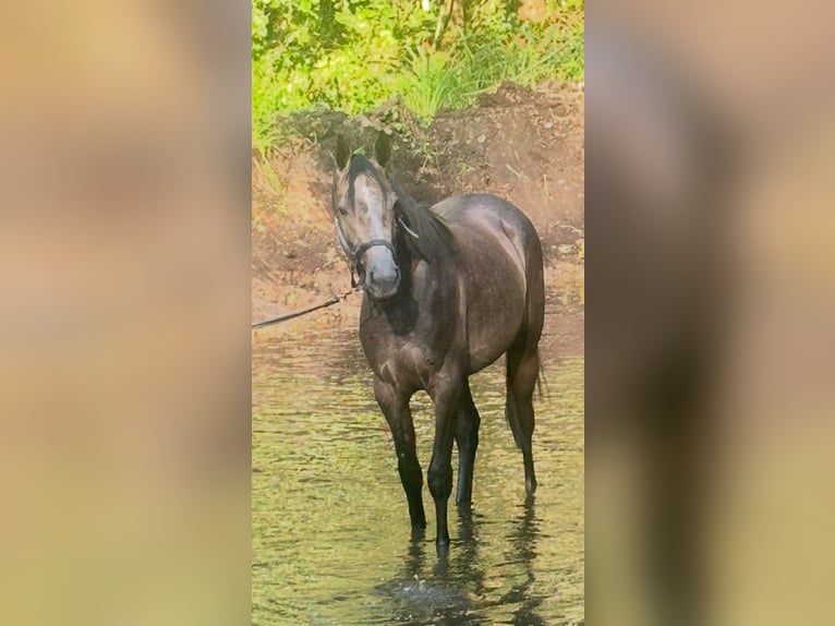 Malopolska horse Gelding 3 years 15,1 hh Grey in &#x17B;yrard&#xF3;w