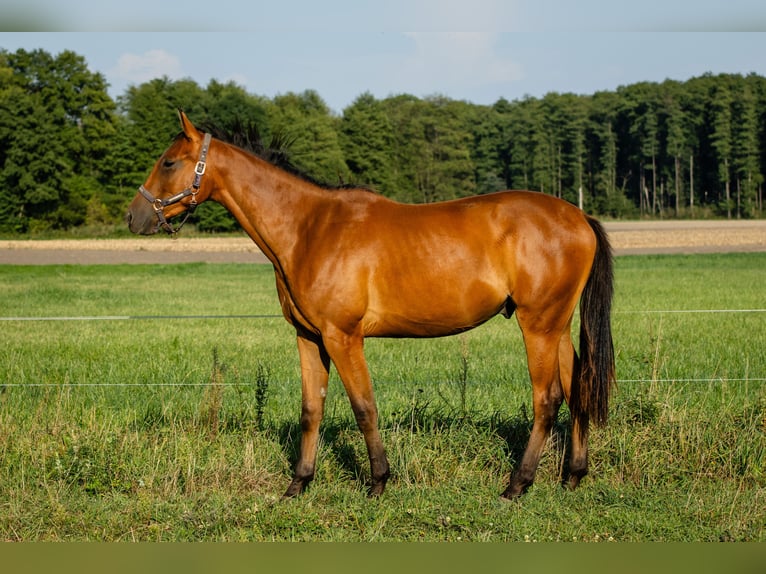 Malopolska horse Gelding 3 years 16,1 hh Bay in Nowe Miasto