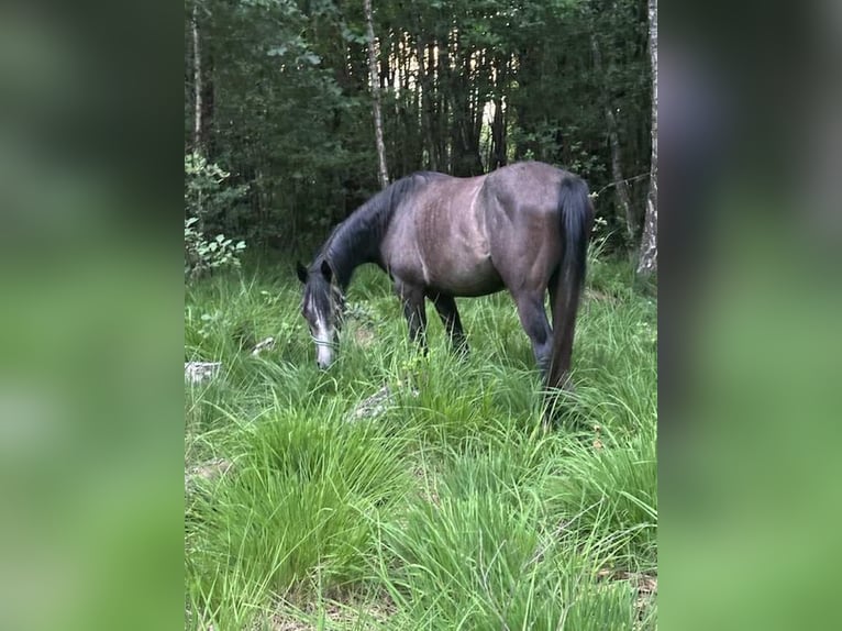 Malopolska horse Gelding 4 years 15,1 hh Grey in Żyrardów
