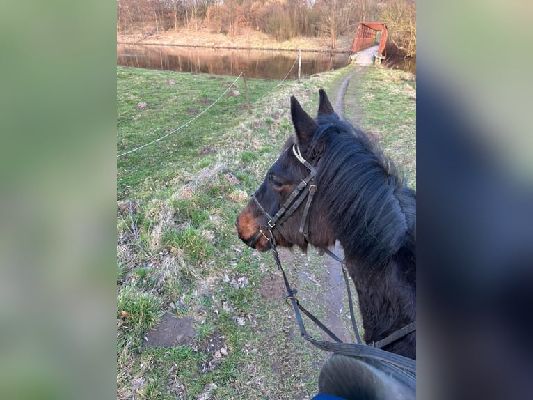 Malopolska horse Gelding 4 years 15,2 hh Bay-Dark in Dziadowo
