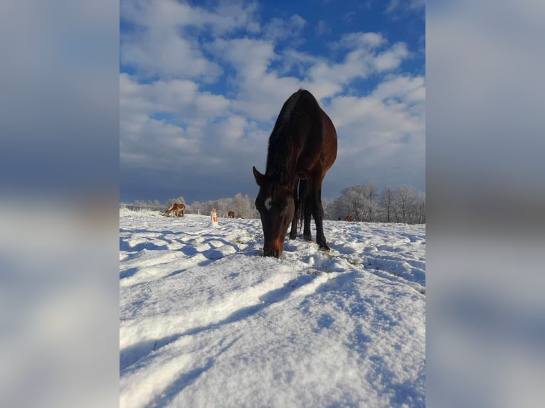 Malopolska horse Gelding 4 years 15,2 hh Bay-Dark in Dziadowo