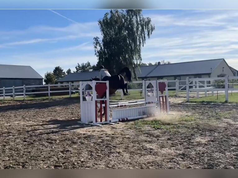 Malopolska horse Gelding 4 years 15,2 hh Brown in Kochowo