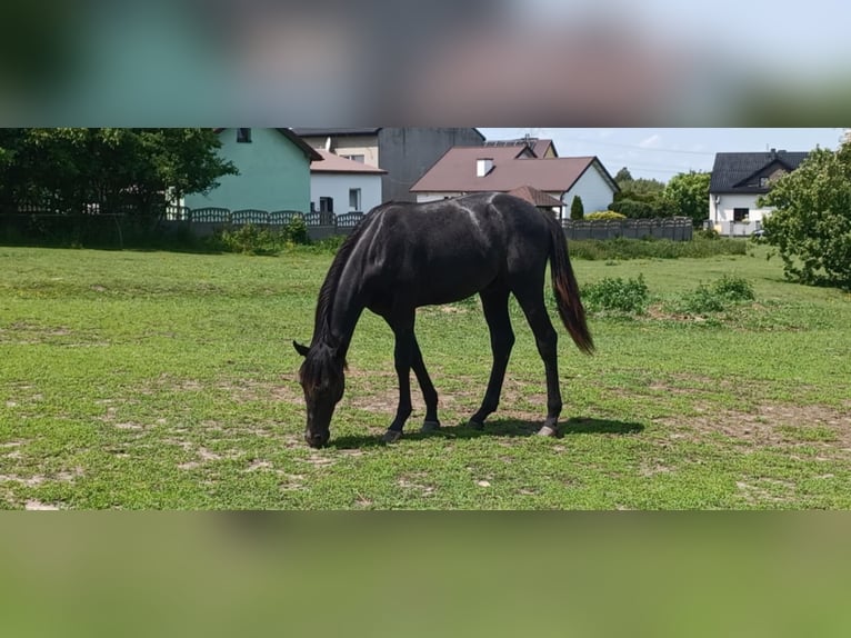 Malopolska horse Gelding 4 years 16 hh Gray-Dark-Tan in Myszk&#xF3;w