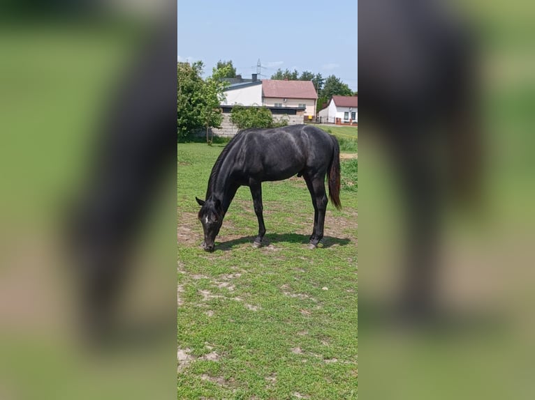 Malopolska horse Gelding 4 years 16 hh Gray-Dark-Tan in Myszk&#xF3;w