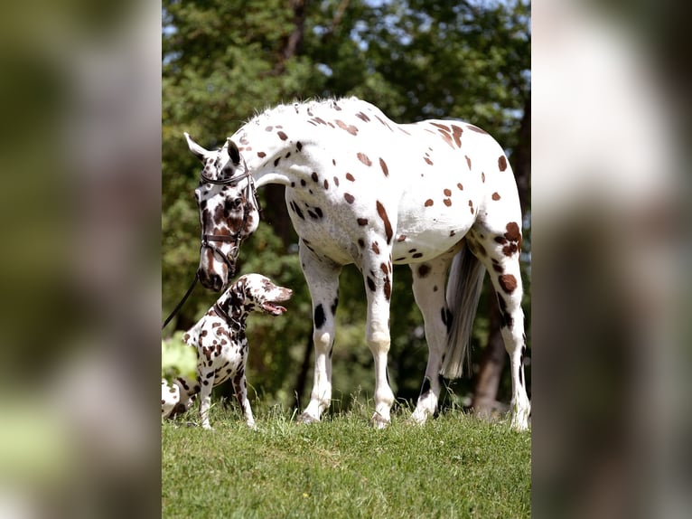 Malopolska horse Gelding 4 years 16 hh Leopard-Piebald in Rosenheim