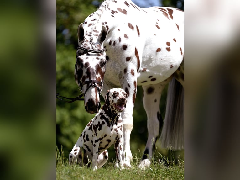 Malopolska horse Gelding 4 years 16 hh Leopard-Piebald in Rosenheim