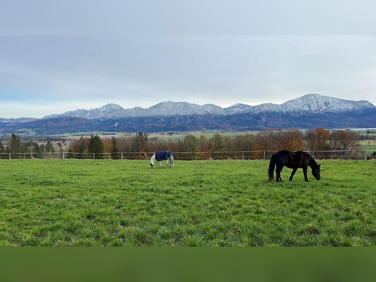 Malopolska horse Gelding 4 years 16 hh Leopard-Piebald in Rosenheim