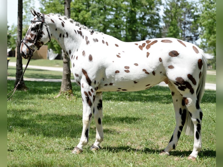 Malopolska horse Gelding 4 years 16 hh Leopard-Piebald in Rosenheim