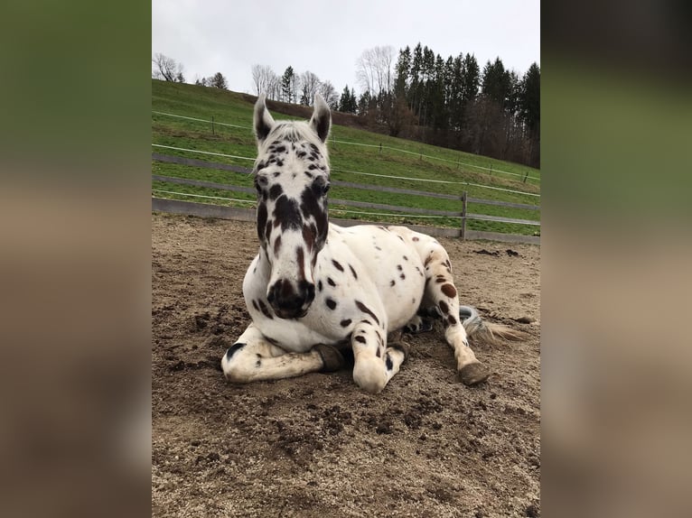 Malopolska horse Gelding 4 years 16 hh Leopard-Piebald in Rosenheim