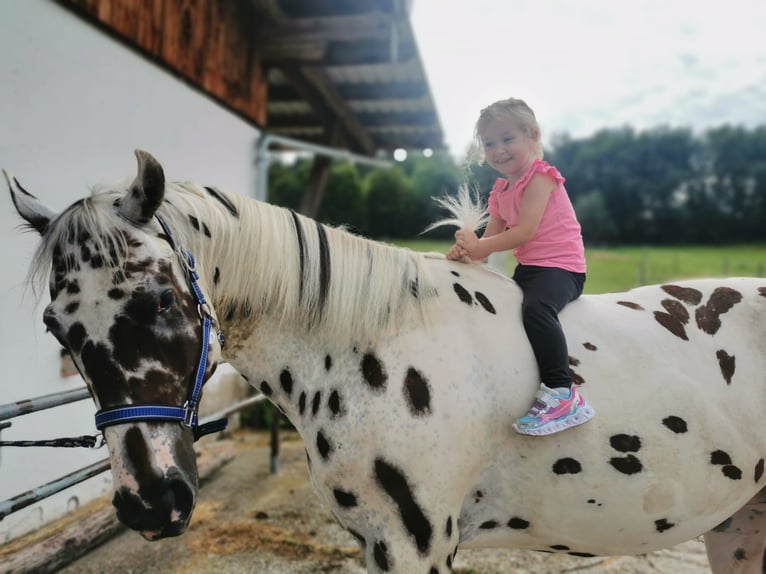 Malopolska horse Gelding 4 years 16 hh Leopard-Piebald in Rosenheim