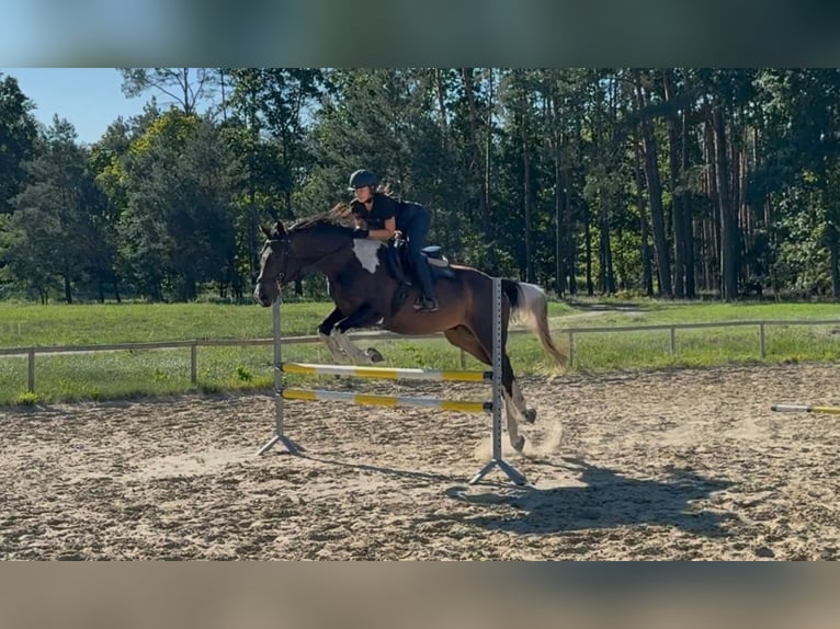 Malopolska horse Gelding 4 years 16,2 hh Pinto in Santok