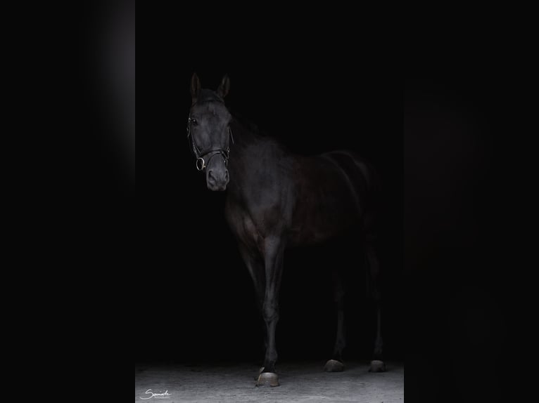 Malopolska horse Gelding 5 years 16.2 hh Black in Krasnystaw